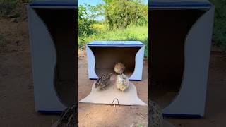 Create Simple New Trap  Quail Trap shorts [upl. by Oniger50]