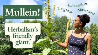 Mullein Health Benefits amp Medicinal Uses [upl. by Heaps]