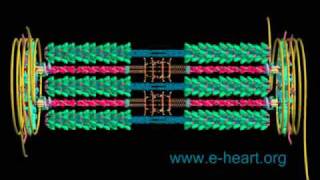 Cardiac sarcomere 3D [upl. by Airrej]