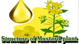 Mustard plantStructure Characters Parts [upl. by Gerrard]