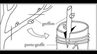 projet sur la multiplication vegetative in vitro [upl. by Alvera895]