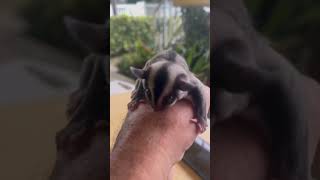 Sugar Glider Petauro de Azúcar o Ardilla Voladora 🖤🤍🖤 [upl. by Jonis146]