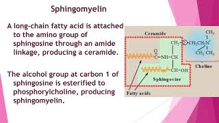 Metabolism of Lipids amp Fatty Acids  2nd Year MBBS  Lecture 09 [upl. by Haze423]