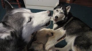 Oakley has a voice Vocal Husky Talks Howls Sings in the new Home [upl. by Rednazxela]