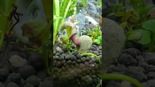 Ramshorn snail eating algae wafer snail [upl. by Hoxsie]