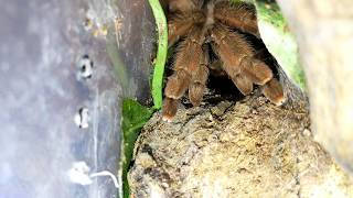 Tarantula P Pulcher feeding [upl. by Tor745]