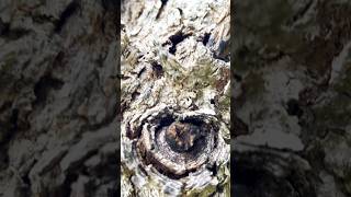 Dead Olivewood tree shorts viralvideo trending plants [upl. by Anaig]