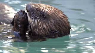 Rescued Sea Otter Is A Water Weasel [upl. by Maretz]