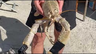 Propriano  un rarissime homard blanc capturé par un pêcheur dans ses filets [upl. by Capp151]