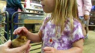 Barnstable County Fair 2009  little chicks [upl. by Lion]