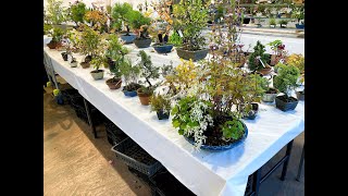 Autumn Shohin Bonsai Exhibition 2022 shohin bonsai wild grasses for sale 秋小品盆栽展2022年 PT1 [upl. by Sankaran503]