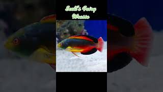 Spotlight Scott’s Fairy Wrasse [upl. by Lebanna818]