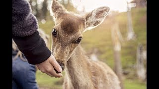 Es gibt Futter Ein Tag im Wildpark Frankenberg [upl. by Potter]