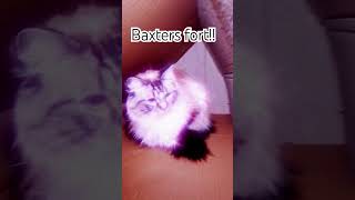 Baxters new house shorts cat baxterthecat baxter [upl. by Sol259]