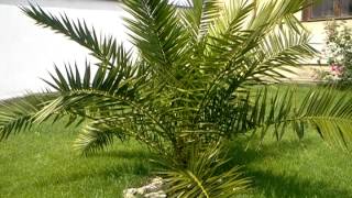 Washingtonia robusta amp Phoenix canariensis [upl. by Borries]