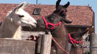 Unsere zwei neuen Lamas auf Gut Aiderbichl Henndorf [upl. by Giff807]