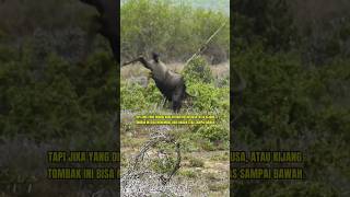 BERBURU WILDEBEEST MENGGUNAKAN TOMBAK DARI ATAS POHON berburu pemburu wildebeast shorts [upl. by Radnaxela]