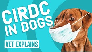 Canine Infectious Respiratory Disease Complex CIRDC [upl. by Eninej234]