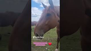 My Morning Routine Visiting The Horses  A morning with the horses  manifesting owning a horse [upl. by Beitz131]