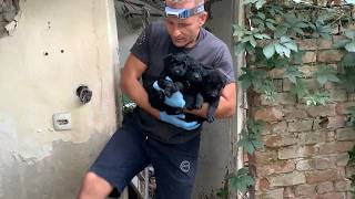 Abandoned Puppies Found Shelter in Abandoned House [upl. by Bartlet402]