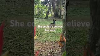 FL Sandhill Cranes a protected Species Min Pin couldnt believe her ears sandhillcrane minipin [upl. by Sergias479]