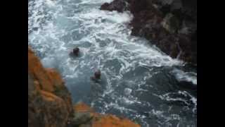 Kiama Blow Hole Jumpers [upl. by Loar261]