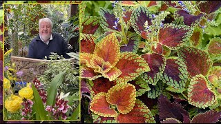 COLÉUS  DES FEUILLAGES AUX COLORIS ÉPOUSTOUFLANTS POUR EMBELLIR TOUT L’ÉTÉ le Quotidien du Jardin [upl. by Odele]