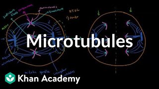 Microtubules  Cells  MCAT  Khan Academy [upl. by Adiaroz]