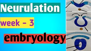 3rd week embryology neurulation  neural plate neural crest neural fold neural tube [upl. by Nohtiek]