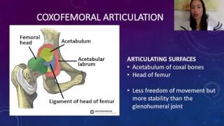 6 Coxofemoral Articulation [upl. by Ailla212]