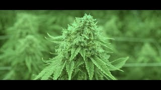 SITE TOUR Cronos Group Inc NASDAQCRON Cannabis Production Backstage Pass [upl. by Euginomod596]