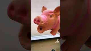 Squeaky pig dog toy oinking and grunting squeakysound Squeakydogtoy Squeaky [upl. by Llehcim]