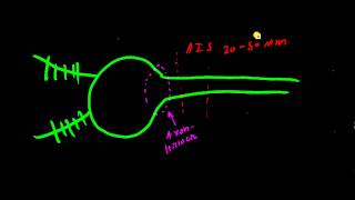 Axon Hillock vs Axon Initial Segment AIS [upl. by Benis]