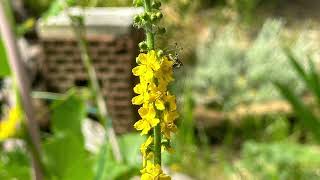 Fiori di Bach  Agrimony Agrimonia Agrimonia eupatoria [upl. by Nesilla]