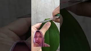 Propagate Orchids from Single Leaf orchids phalaenopsis plants propagation houseplants [upl. by Yhtommit569]