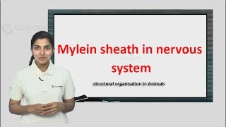 Mylein Sheath in nervous system explained in a simple manner with 2017 NEET question [upl. by Boris]