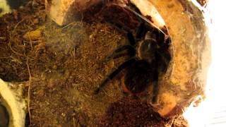 Brachypelma vagans Info and Feeding [upl. by Siblee]