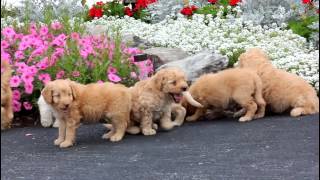 Mini Labradoodle Puppies for Sale [upl. by Akeber]