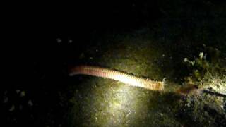 Play with Bobbit Worm 3 海怪 in Lembah [upl. by Sofer39]