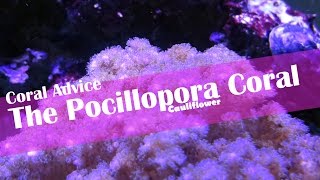 Coral Advice  The Pocillopora Cauliflower Coral [upl. by Drofliw]