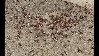 Pogonomyrmex barbatus Red Harvester Ant nuptial flight and collecting 81822 [upl. by Anecuza]