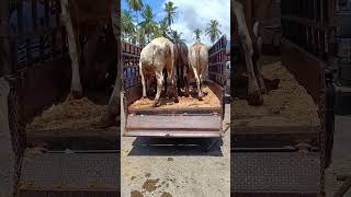 Sapi Brahman Sapi Aceh Sapi Lucu Naik Mobil Pick Up Oleng sapi lembu shorts [upl. by Edholm738]