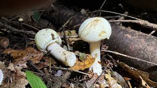 Agaricus sylvicola October 5 2024 [upl. by Adihahs187]