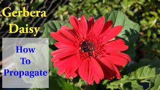 Simplest Way to Propagate Gerbera Daisy  How To Grow amp Care Gerbera Daisies [upl. by Leuneb]