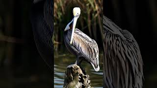 Brown Pelican BrownPelican seabirds coastalbirds FishEaters birdwatching forestbirds bird [upl. by Lubba552]