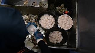 Atlantic Sea Scallop Fishery [upl. by Atelra]