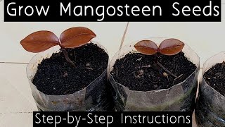 How to Grow Mangosteen Seeds English [upl. by Napier]