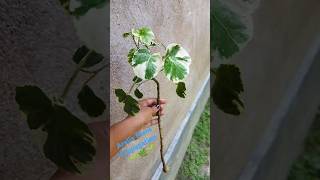 shorts ll Aralia Plant 🌱How to grow Aralia plant 🌿propagationaraliashortsfeed youtubeshortsyt [upl. by Kotta1]