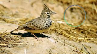 Galerida theklae  Theklas lark [upl. by Allesor]