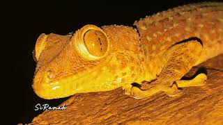 Animal ASMR Tokay gecko sound effect  house lizard [upl. by Ecinreb]